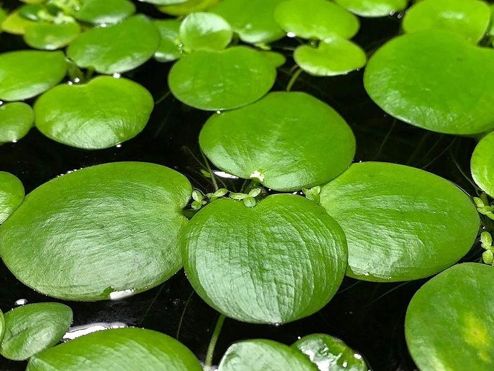 PAPCOOL Amazon Frogbits P'lant - Limnobium Laevigatum L'ive Aquarium Floating P'lants (15 Pcs)