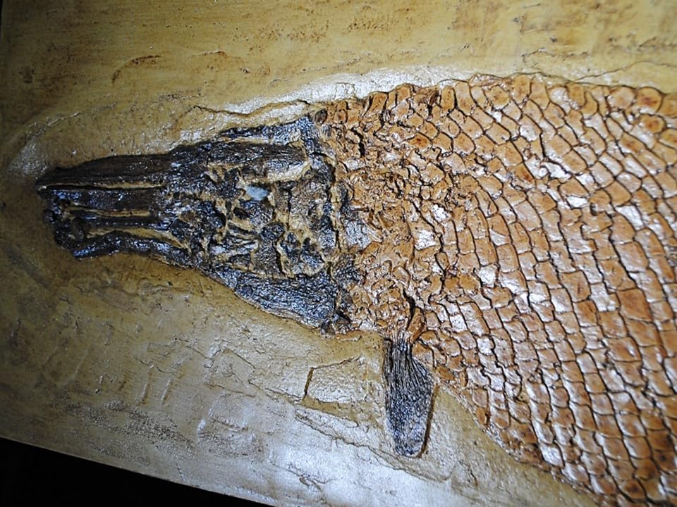 Amazon | 巨大レピソステウス類ガーパイク化石レプリカ教材貴重種 303