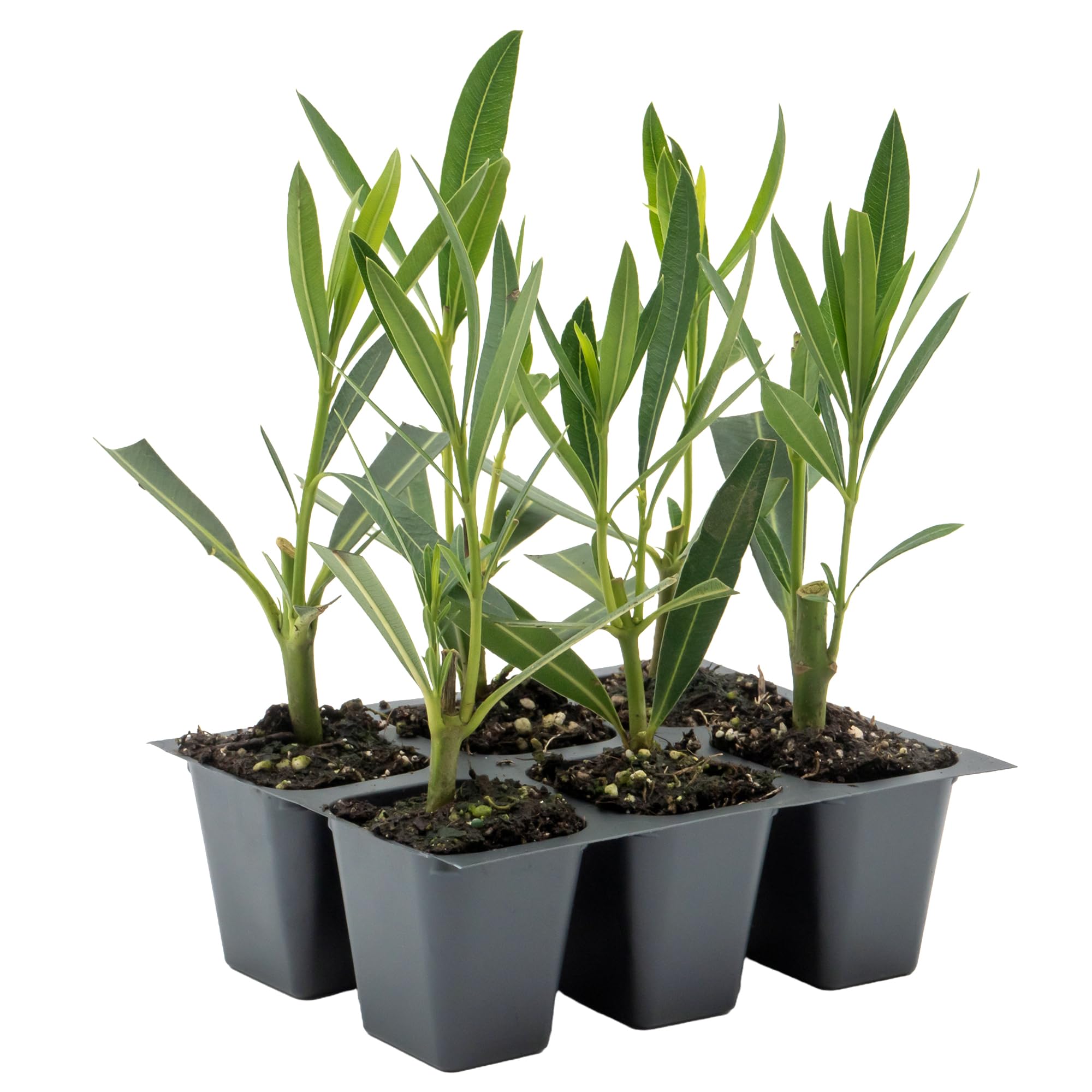 6 Red Oleander Jannoch