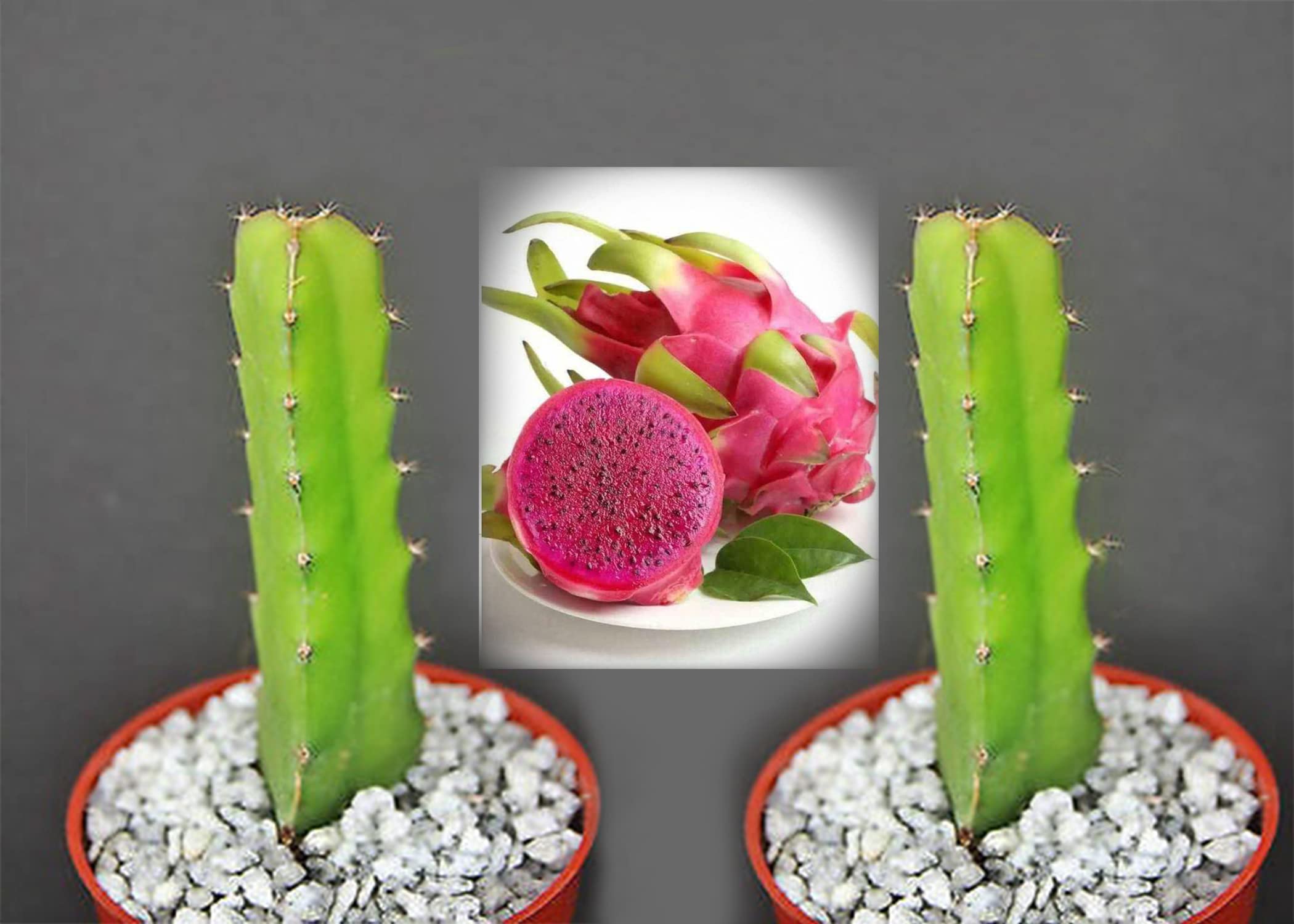 Cloud Farm Dragon Fruit Combo Pack of All Two- 2 Pink Dragon fruit hybrid Rooted Saplings