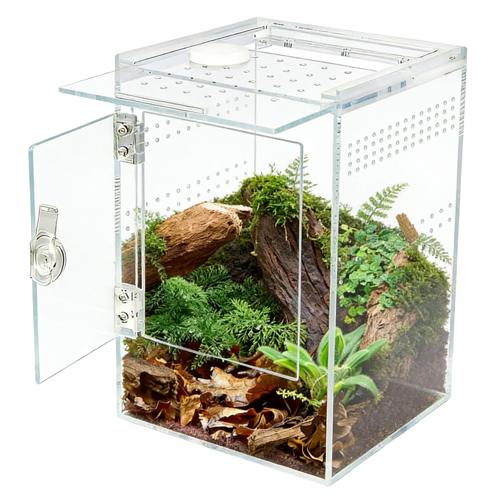 Enclos D'araignée Sautante 15 X 15 X 23 Cm