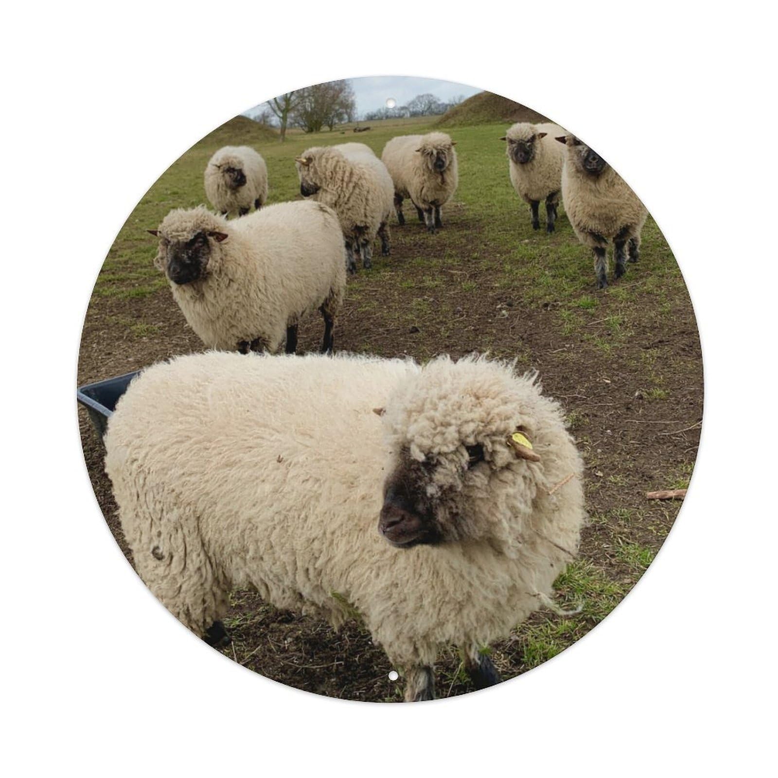 Animal Artwork Danish Sheep Vintage Metal Tin Sign Plaque Wall Decor for Cafe, Club Bar, Office, Garden Metal Poster 8x8Inch