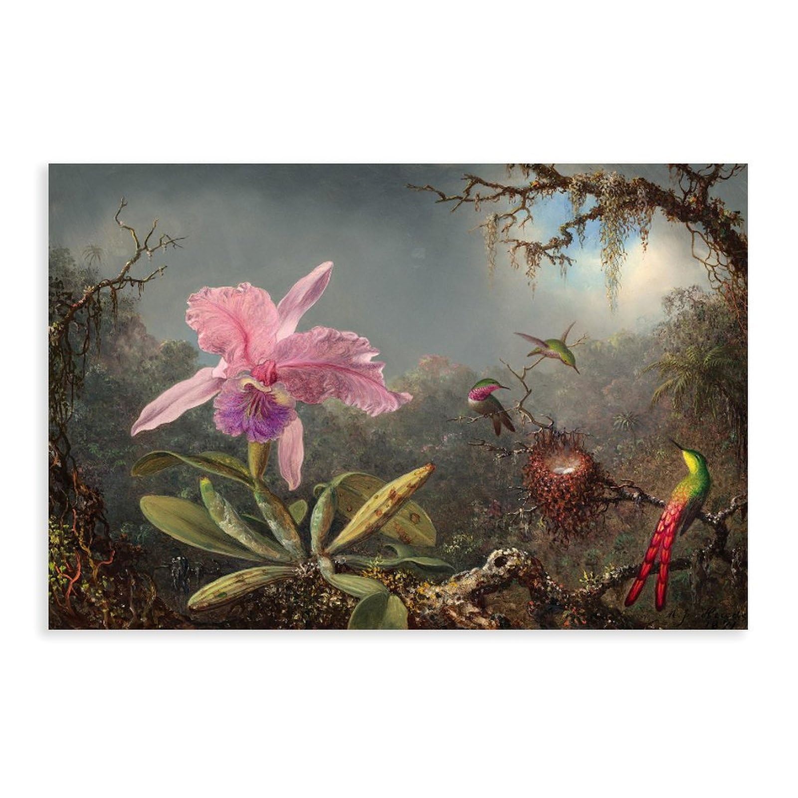 DFJyjFGJJ Martin Johnson Heade,Cattleya Orchid And Three Hummingbirds Wall Decoration Poster Family Bar Restaurant Garage Cafe Art Sign Gift 16" L X 24" W