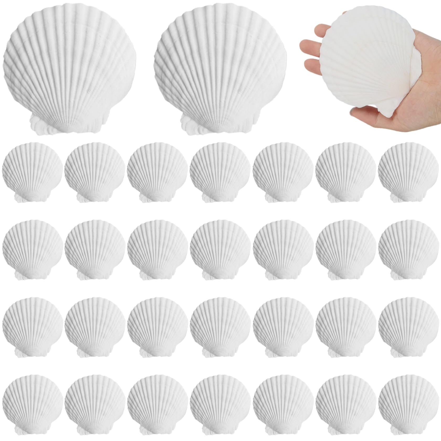 NASSMOSSE 30PCS Sea Shells for Crafting, 2.8-3.2 Inch White Scallop Shells, Large Seashells for Crafts, Baking, Cooking, Beach Wedding Home Fish Tank and Vase Filler Decor