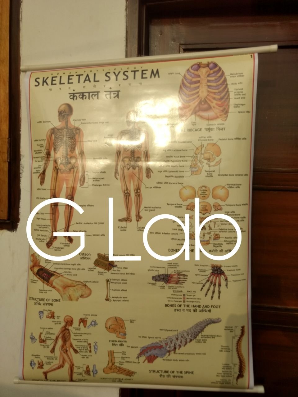 G Lab educational physiology charts bundal of 10 picese-picture-32