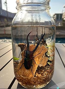 昆虫標本 クリスタルガラス 昆虫標本】パプアキンイロクワガタ 飛翔型ガラスドーム展示(ミニ