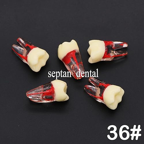 Miniatura 4 de 8pcs dientes modelo endodoncia endodoncia archivo RCT práctica pulpa para enseñanza estudio