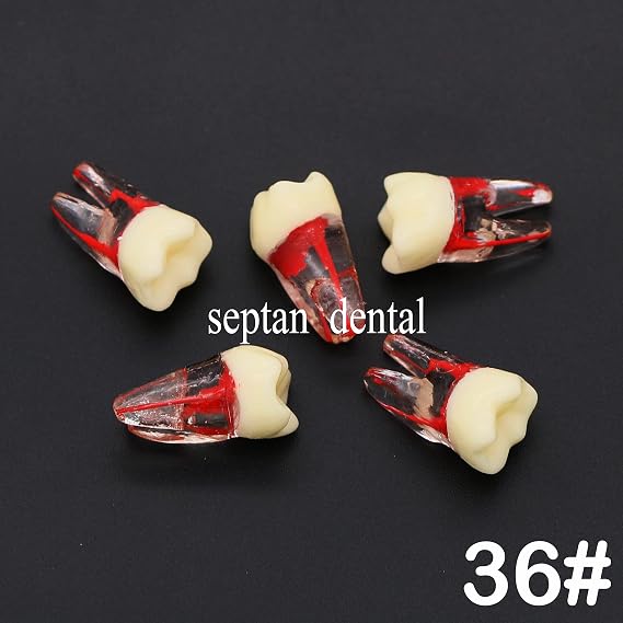 8Pcs Teeth Root Canal Model Endodontic File RCT Practice Pulp for Teaching Study