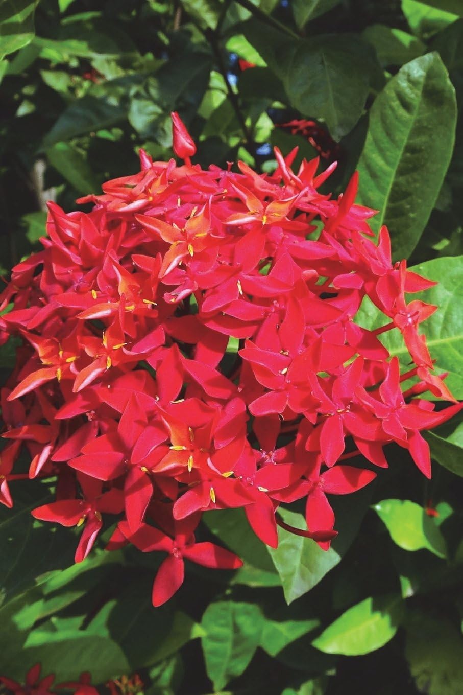 Ixora Coccinea Tropical Flower Trinidad and Trobago Gardening Journal: 150 page lined notebook/diary