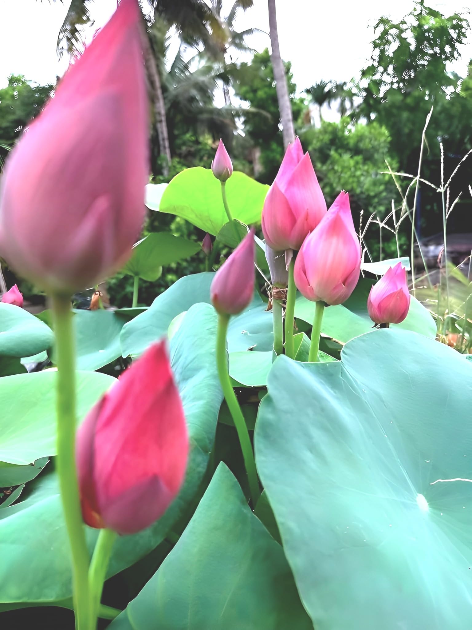 SEILOZBUNIA Guarante Blooming BIG Hybrid Water Lotus ULTIMATED PINK Lotus Live Plant (TUBER/Root) Orginal Variety For OutDoor & Indoor