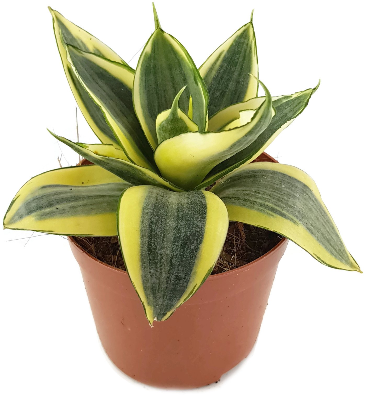 Sansevieria trifasciata 'Golden Hahnii', Zwergsorte des bekannten Bogenhanf  - sehr schne Sukkulente/Sanseverie - dekoratives Dickblatt - pflegeleichte  Zimmerpflanze : Amazon.de: Garten