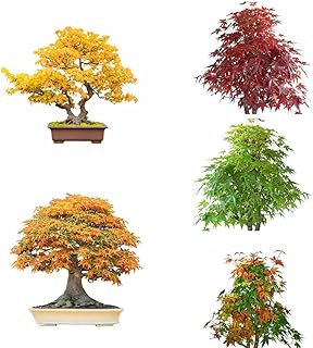 100 Pieces Maple Tree Seeds Cultivation Gifts for Garden Lovers Maple Seed Seeds Leaves Decoration Bonsai Tree Organic Seeds Bonsai Tree Real Tree Seeds Balcony Bonzai