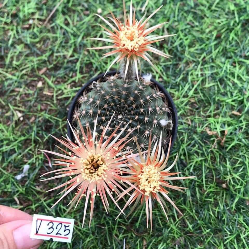 Amazon.co.jp: 新昭和！多肉植物 花サボテン ロビビア