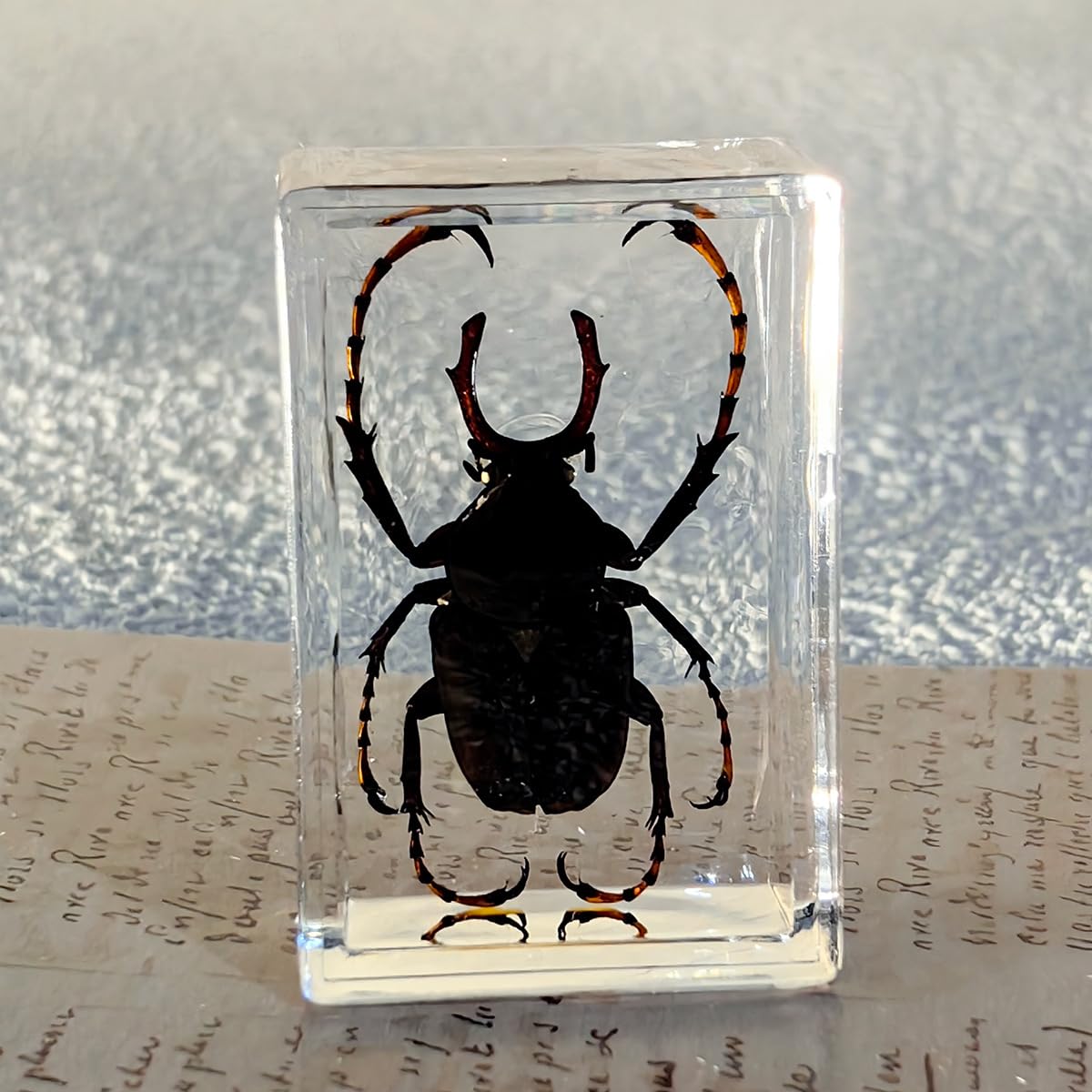 Amazon.co.jp: 樹脂入り昆虫6個 虫コレクション ペーパー
