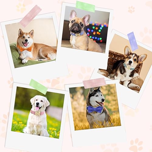 Miniatura 5 de Collares de perro personalizados personalizados con nombre de mascotanúmero de teléfono grabado hebilla de metal dorado  Tamaños ajustables Collar