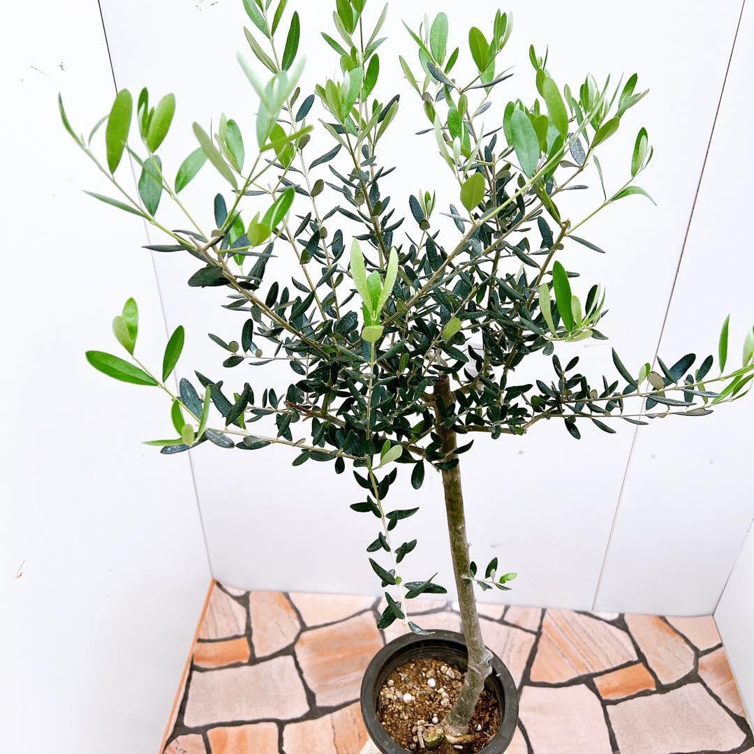 オリーブの木 ワラサ 10号 約160cm K-70 希少品種 一点物 オリーブの木