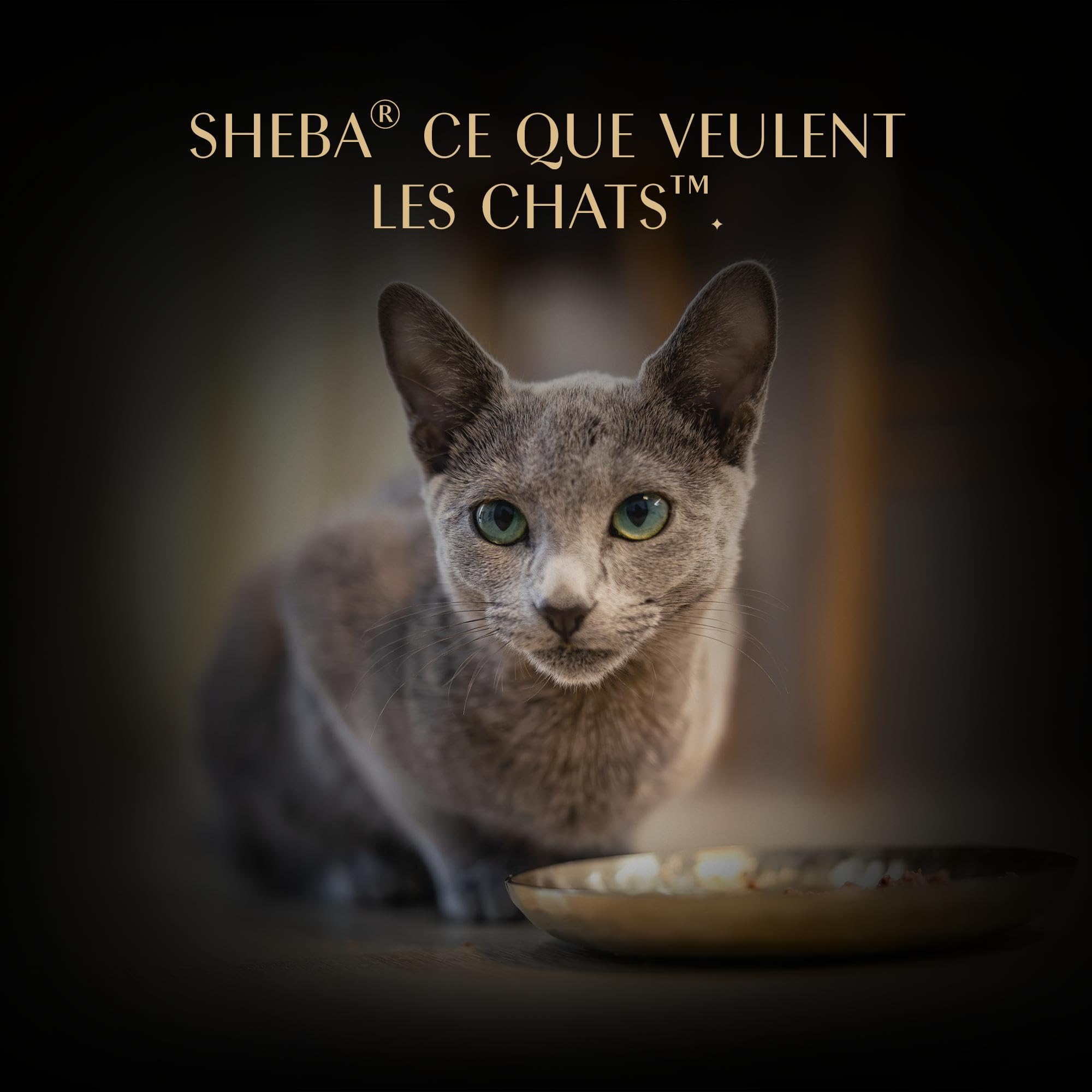 SHEBA Filets Nourriture pour Chat Adulte au Poulet, Poisson, Crevettes, Saumon et Thon en Sauce, 36 barquettes