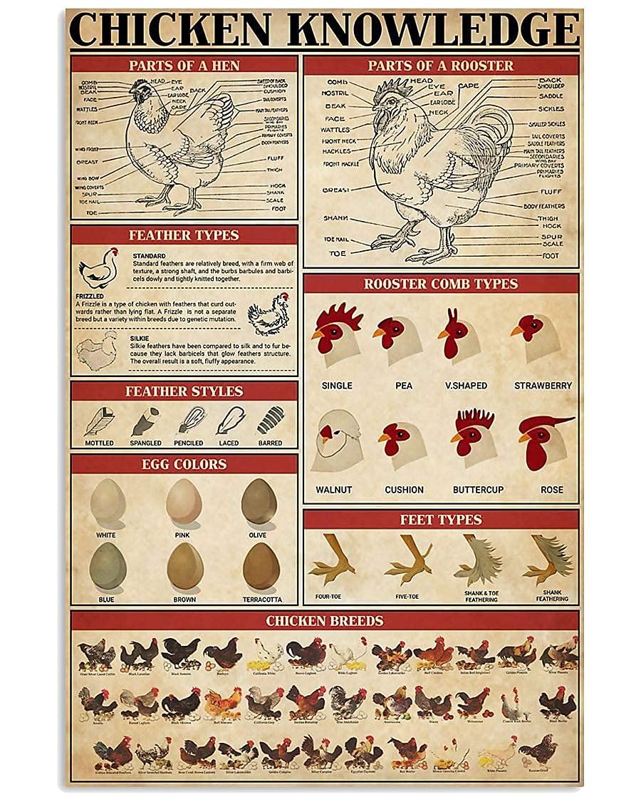 Fjqwklf Chicken Knowledge Metal Sign-Poultry Science Guide Poster Home Decor Room Club Farm Wall Decoration Plaque 12X16 Inches