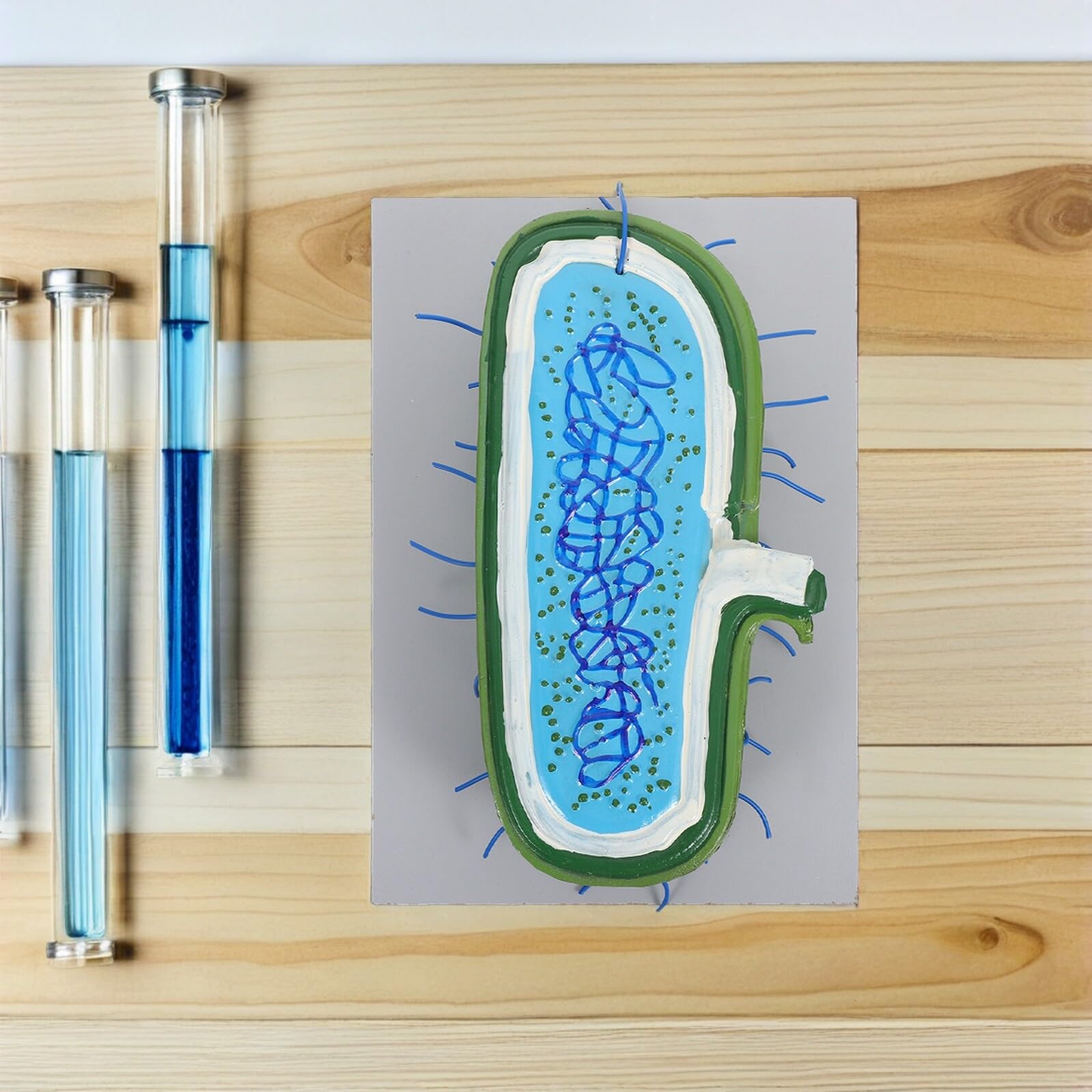 Vergrößertes Zellkernmodell aus Kunststoff für Biologieunterricht | Detaillierte Zellorganellen Darstellung, Demonstrationsmodell für Schüler, Naturwissenschaftlicher Unterricht