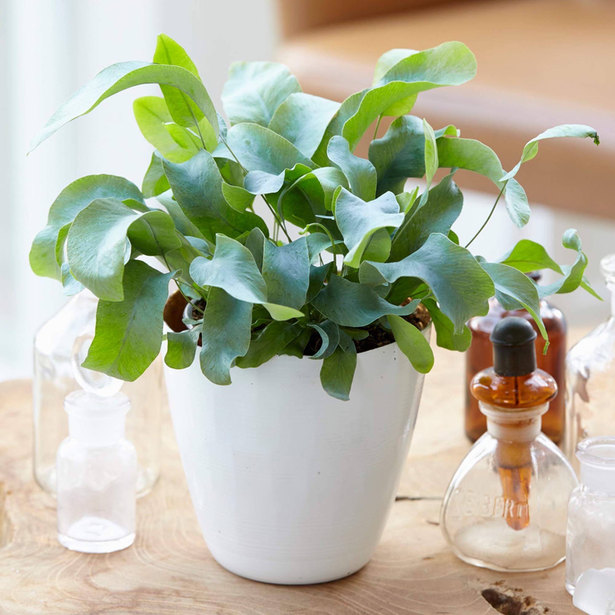 1 x Phlébodium Blue Star | Cadeau Fougère d'intérieur en Pot de Qualité Supérieur | de 25 à 35 cm Pot inclus