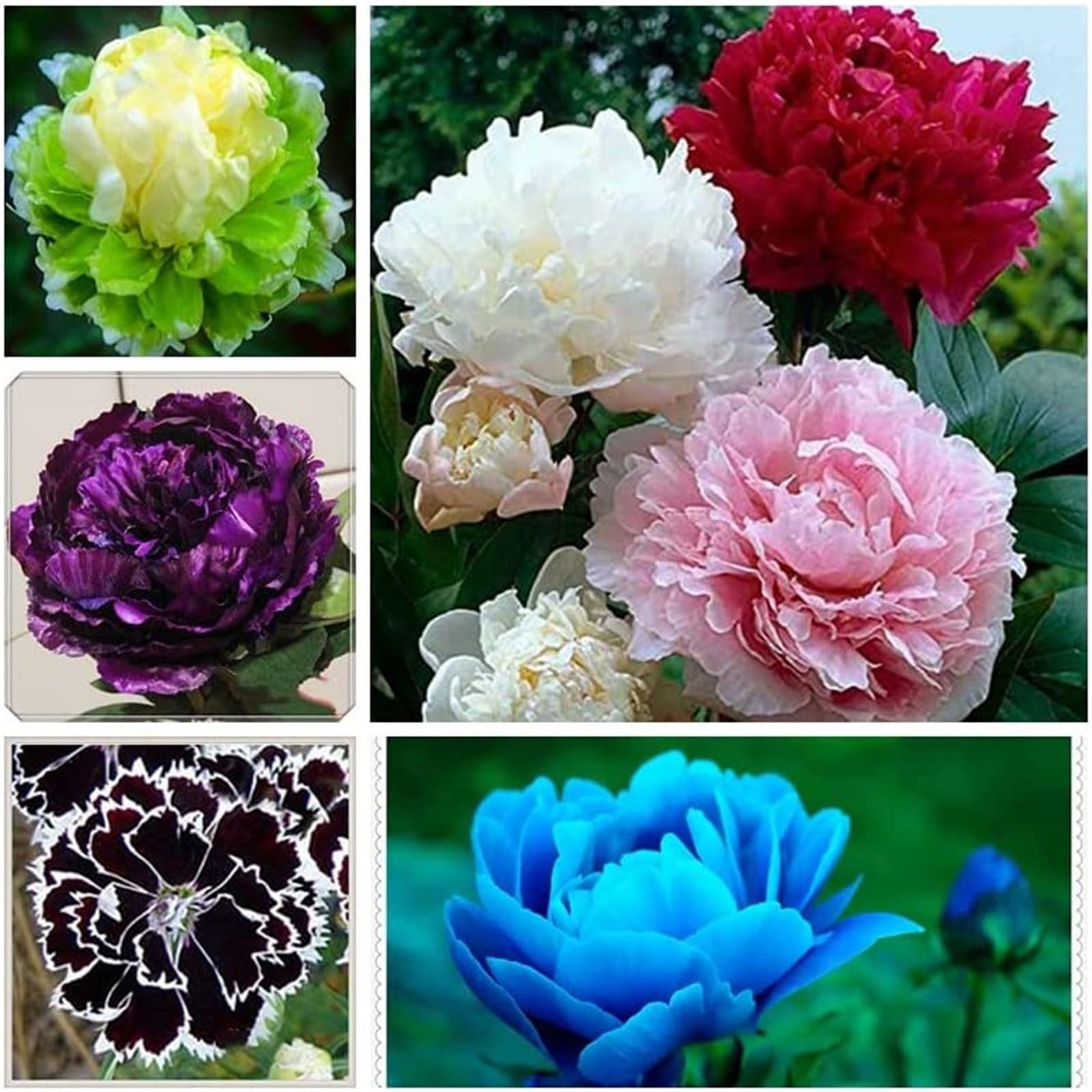 Peony Bulbs for Planting Now UK,Plant Bulbs,Hardy Perennial,Garden Flowers,Flowering Bulbs,Greening Flower,Wedding Flowers,Strong Plants That Grow Well-1Bulb-A โ image 1