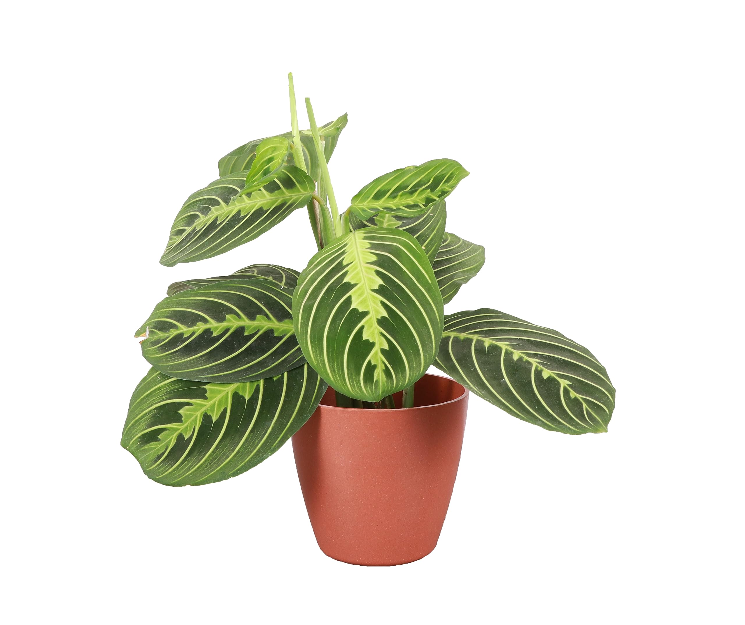 Lemon Lime Prayer Plant Thorsen's