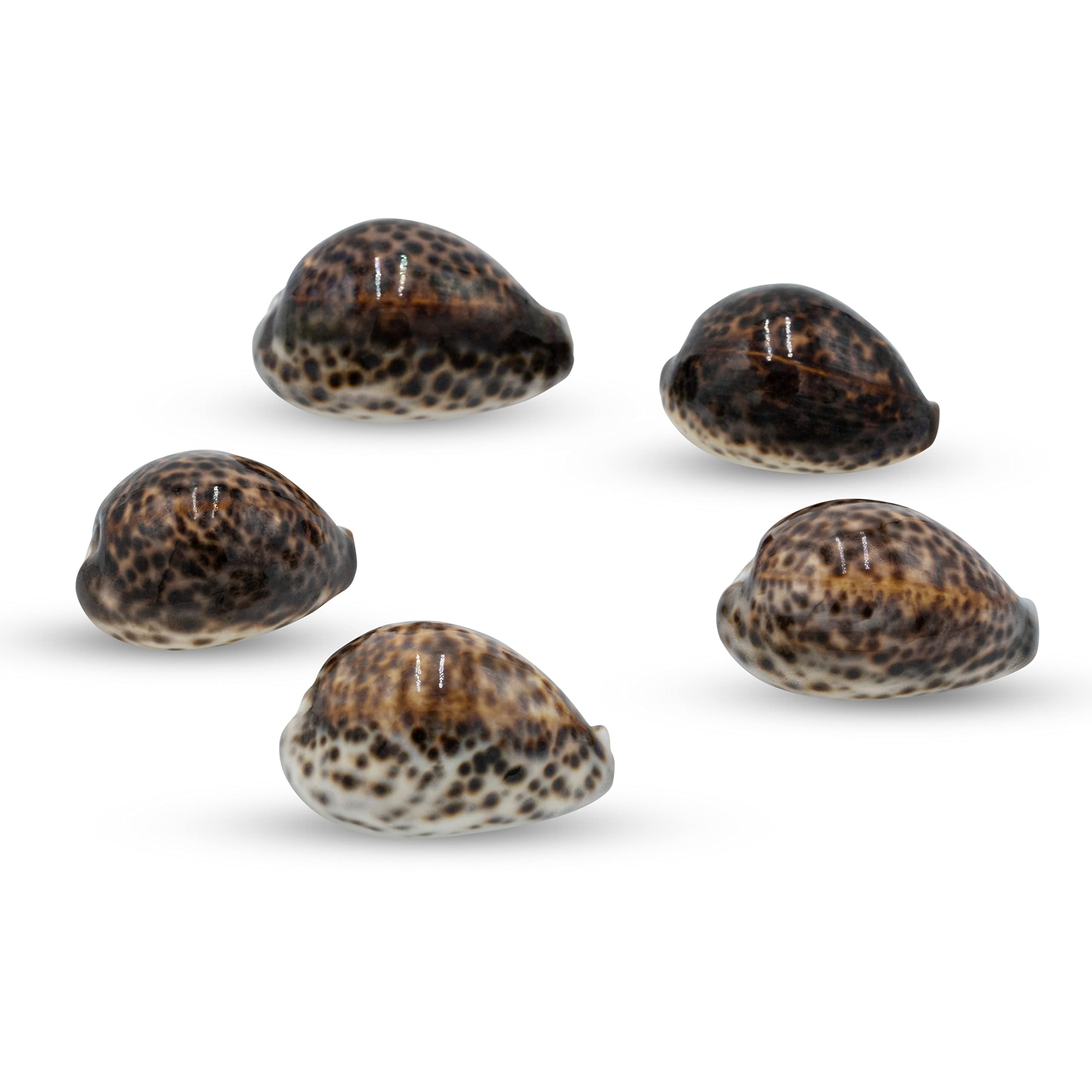 Tiger Cowrie Shells- 5 Pack Large Polished Tiger Cowries 3-3.75 inches, by American Heritage Industries