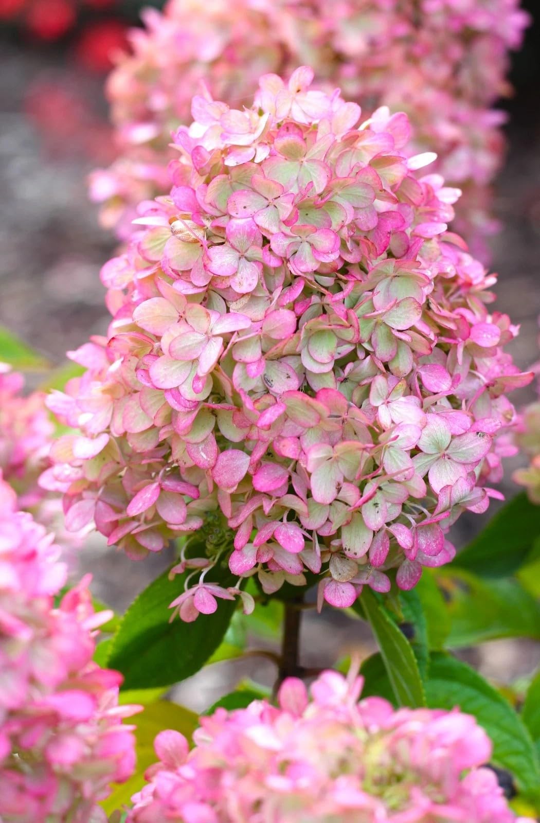 Rispen - Ortensia paniculata Sundae Fraise 80-100 cm rosa