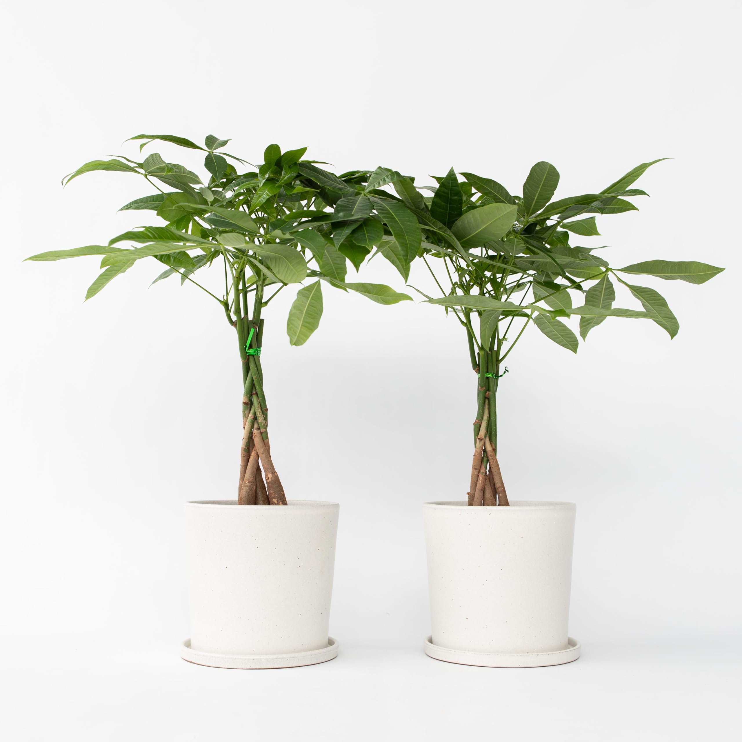 Plant in a Box - Pachira aquatica - Set de 2 - Plantes d'intérieur - Arbres à monnaie - Pot 17cm - Hauteur 60-70cm