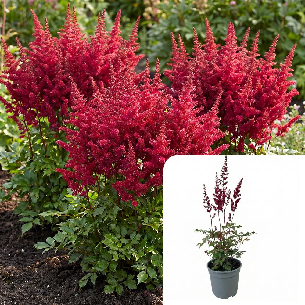 1x Astilbe Red - Ruby Cascade β Hardy Perennial with Summer Blooms for Shaded Gardens - 2L