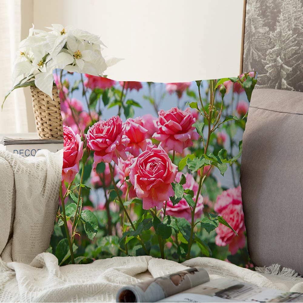 StarominDecorative Throw Pillow Covers for Couch Sofa Bedroom English Petal Roses Gardening Garden Bloom Asia Blossom Sennan City Red Osaka Nature Parks Outdoor Cushion Cover Pillow Cases 18x18 Inch