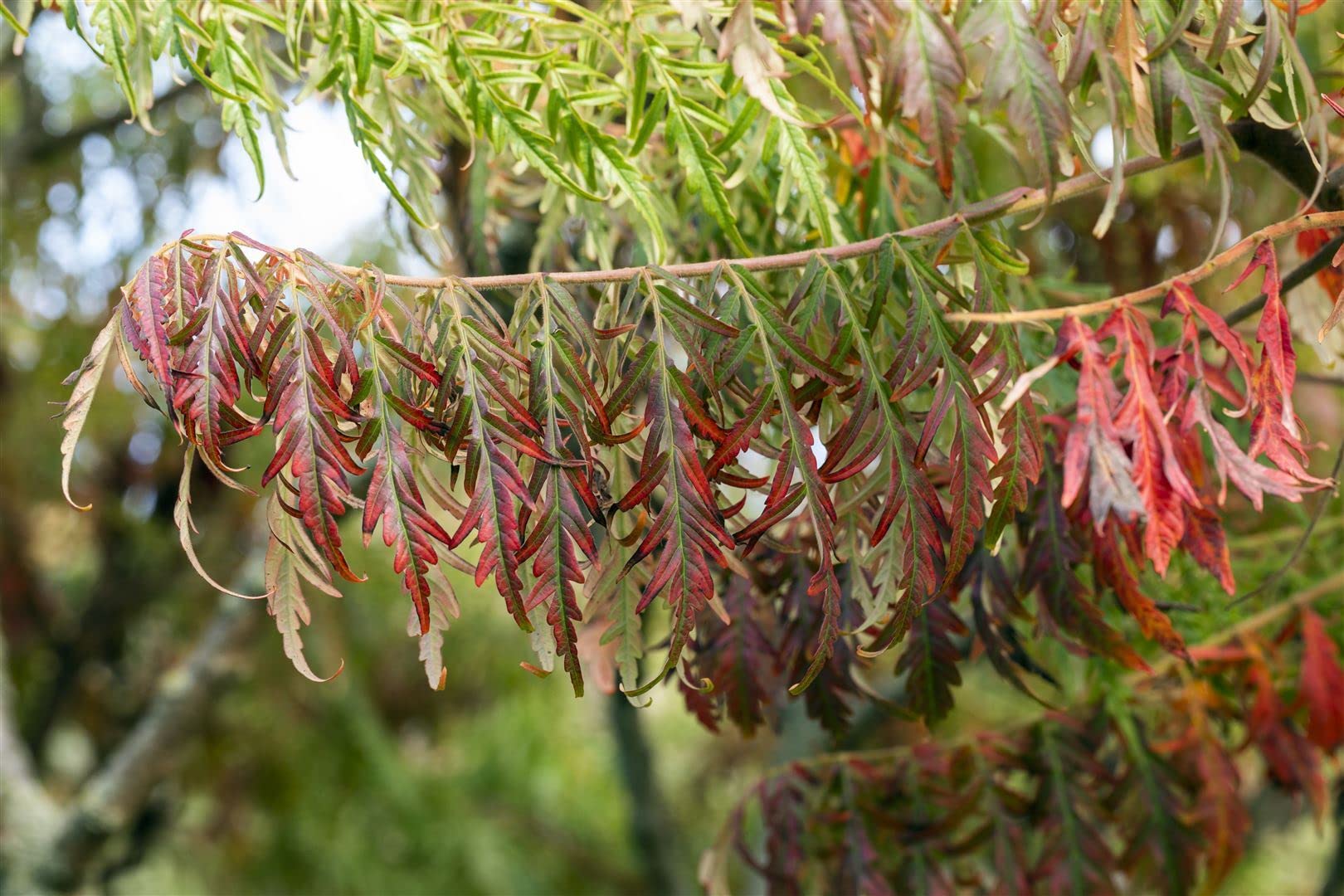 Essigbaum Rhus typhina Dissecta 60-80 cm Solitaergehoelz winterhart
