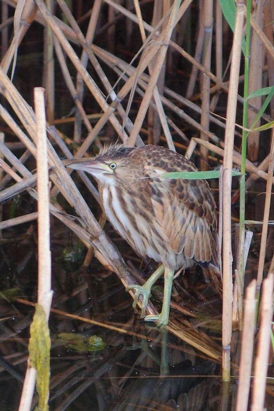 American Bittern Bird Journal: 150 page lined notebook/diary