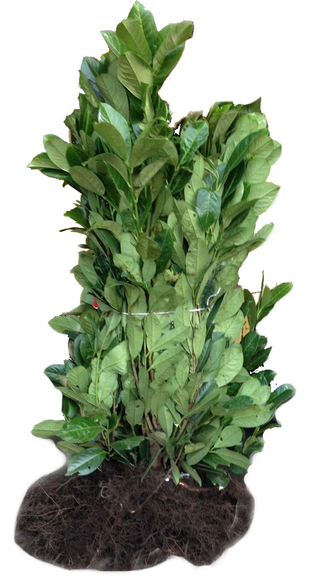 15 Cherry Laurel Hedging - APX 3-4ft (90-120cm) - Prunus Rotundifolia - Grade A