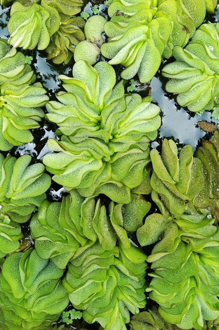 Gachwala Giant Salvinia natans Watermoss - Aquatic Plants Live - Rare Plant - Water moss Live Plant for Pond/Aquarium- Healthy Live Plant | Floating Watermoss | Live Plants for Aquarium Tank (B09R2CB4HX) Amazon Price History, Amazon Price Tracker