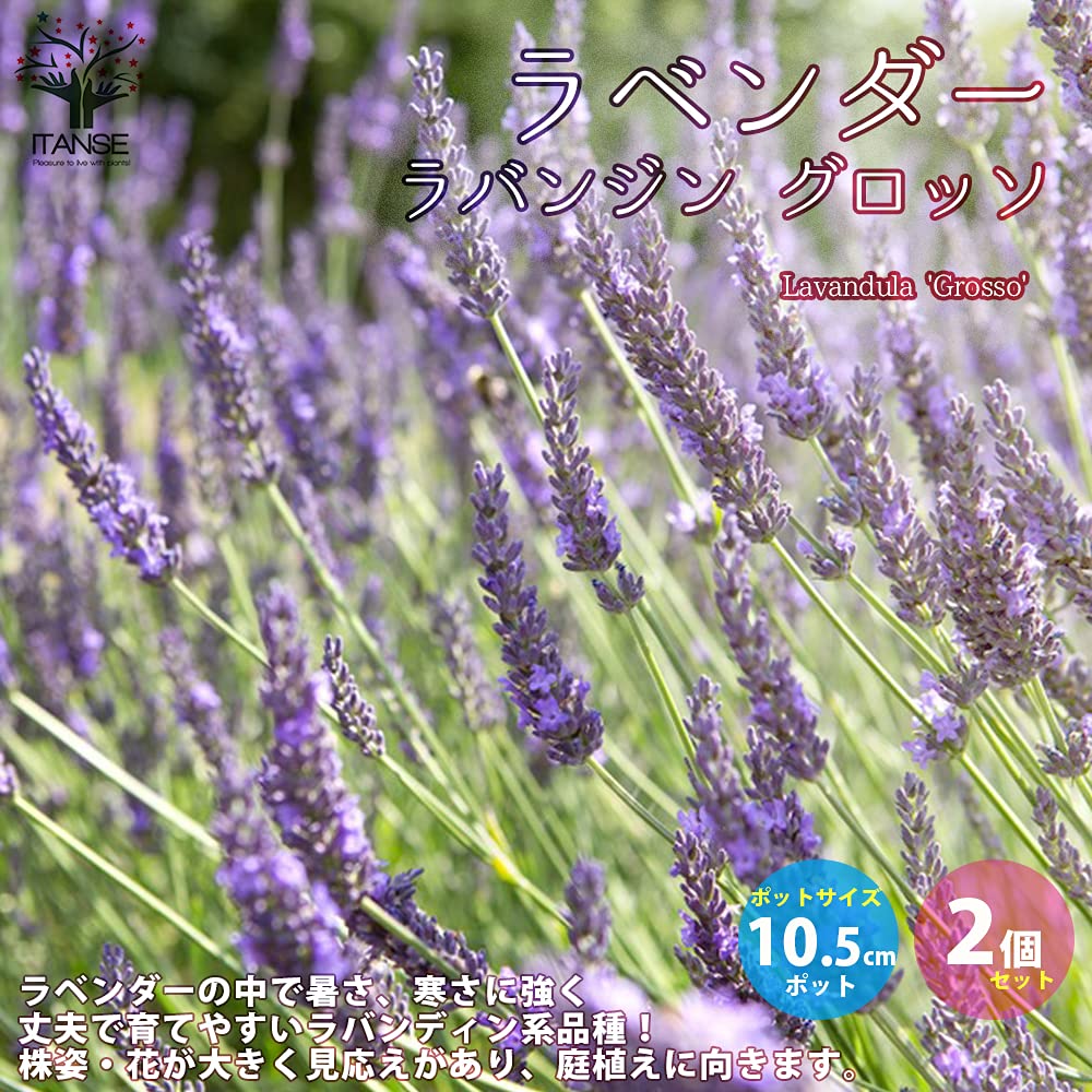 Amazon.co.jp: ITANSE: ラベンダー