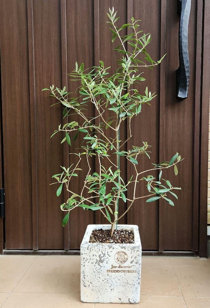 オリーブの木　ネバディロブランコ　スクエア型テラコッタ鉢植え　苗 Amazon.co.jp: オリーブの木 ネバディロブランコ スクエア型テラコッタ
