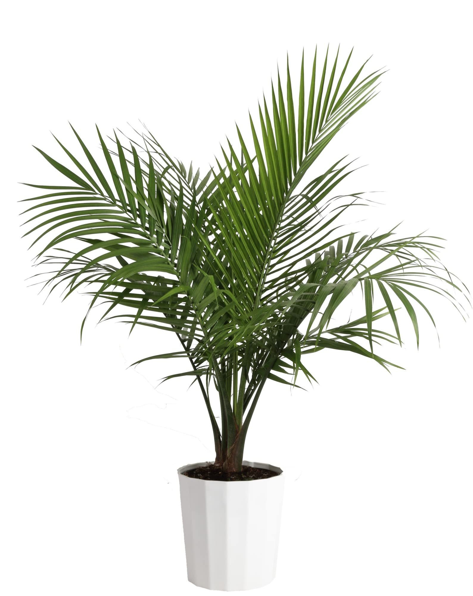 Are Majesty Palm Poisonous To Dogs And Cats