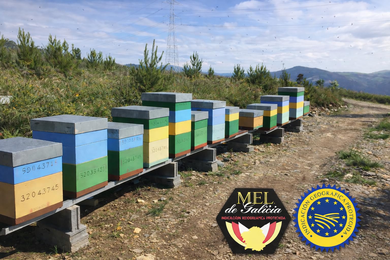 Miel Cruda de Montaña de Galicia IGP 1 kg – 100% Natural Sin Filtrar ni Pasteurizar | Miel Artesanal Directa del Apicultor | Conde Santo