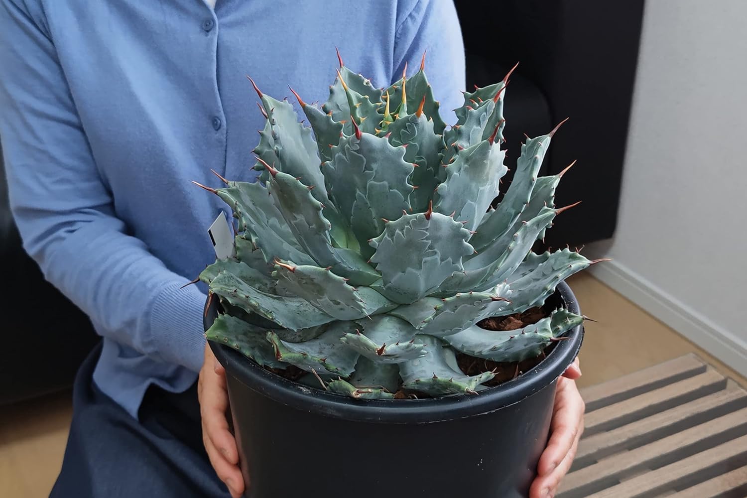 アガベ サルミアナ フェロックス バターフィンガー 斑入り 50センチ