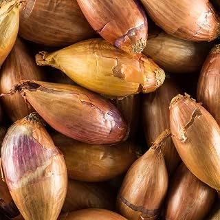 Shallot Autumn Griselle Garden Plant Hardy Herbs Garden Bulbs Vegetable Easy to Grow Our Own 1x 500g by Suttons.