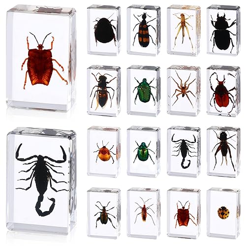 16 piezas de insectos en resina colección de insectos de mariposa, pisapapeles, 16 estilos de espécimen de insectos reales preservados en resina