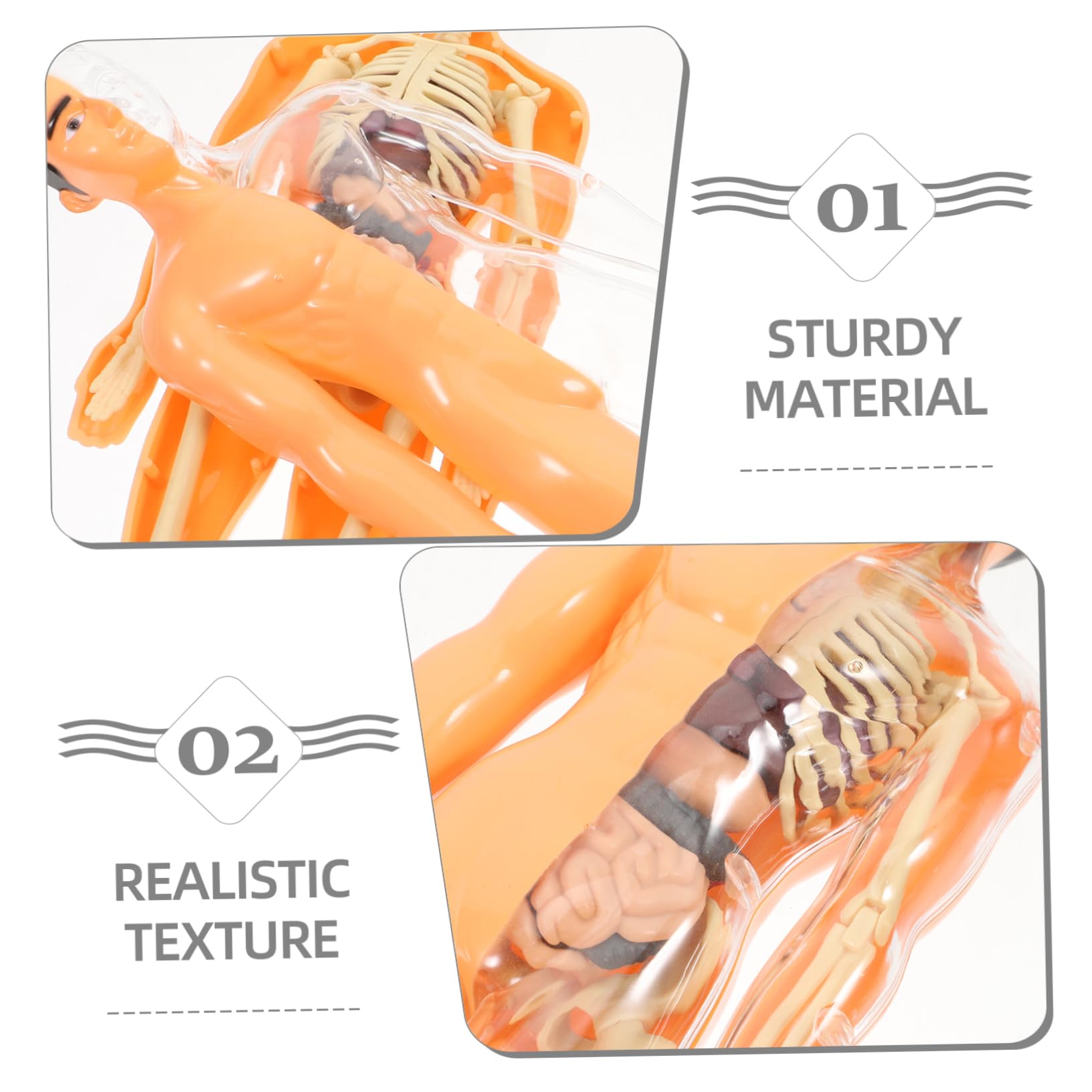 Holibanna 1 Set Di Giocattoli Di Scheletro Umano Puzzle Di Organi Tridimensionali Strumento Didattico Per La Prima Infanzia Anatomia E Fisiologia Umana Anatomia Per Ragazzi E Ragazze