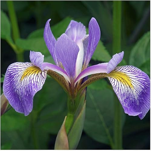 Miniatura 5 de Everwilde Farms - 15 semillas de flores silvestres nativas de iris de bandera azul del sur - Paquete de semillas jumbo Gold Vault