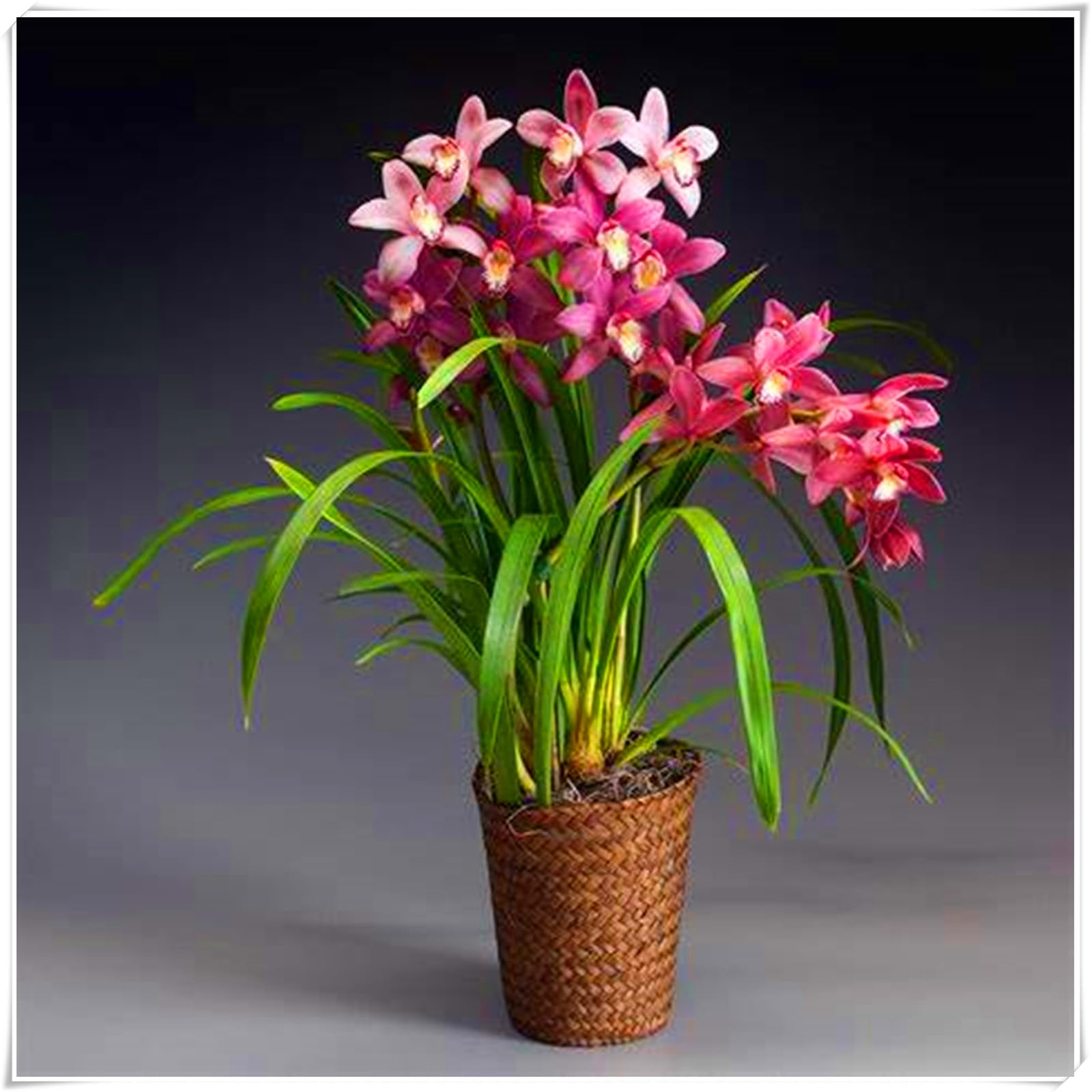 Perennial, Cymbidium Orchid Bulbs, Hardy, Professional for Beautiful Garden Displays-15 Bulbs-C — image 1