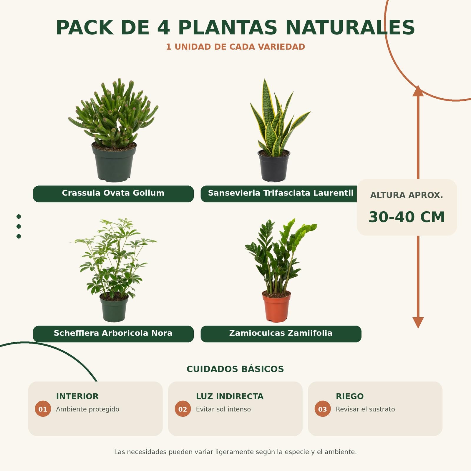 DECOALIVE Colección 4 Plantas para Exposición Botánica Interior