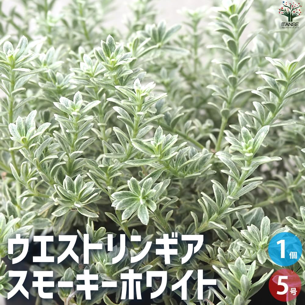 Amazon.co.jp: ウエストリンギア・スモーキーホワイト 5号ポット 1個