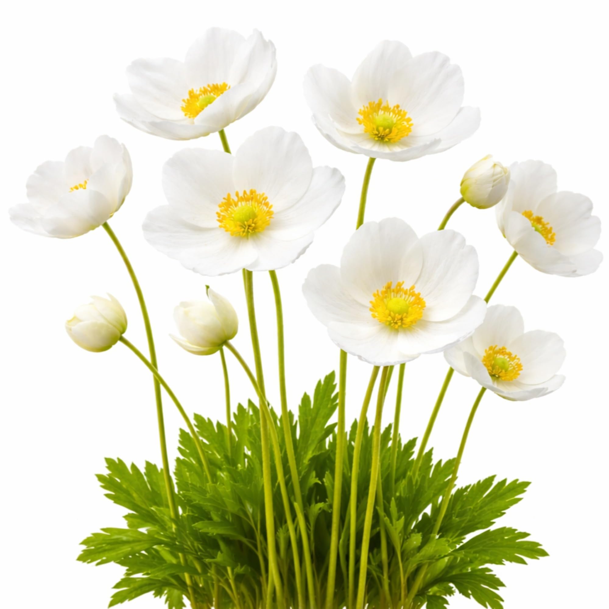 Easy to Grow Anemone Bride Pack of 20 Flower Bulbs