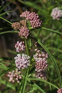 Narrowleaf Milkweed Butterfly Asclepias fascicularis Premium Seeds for Planting Packet Monarch