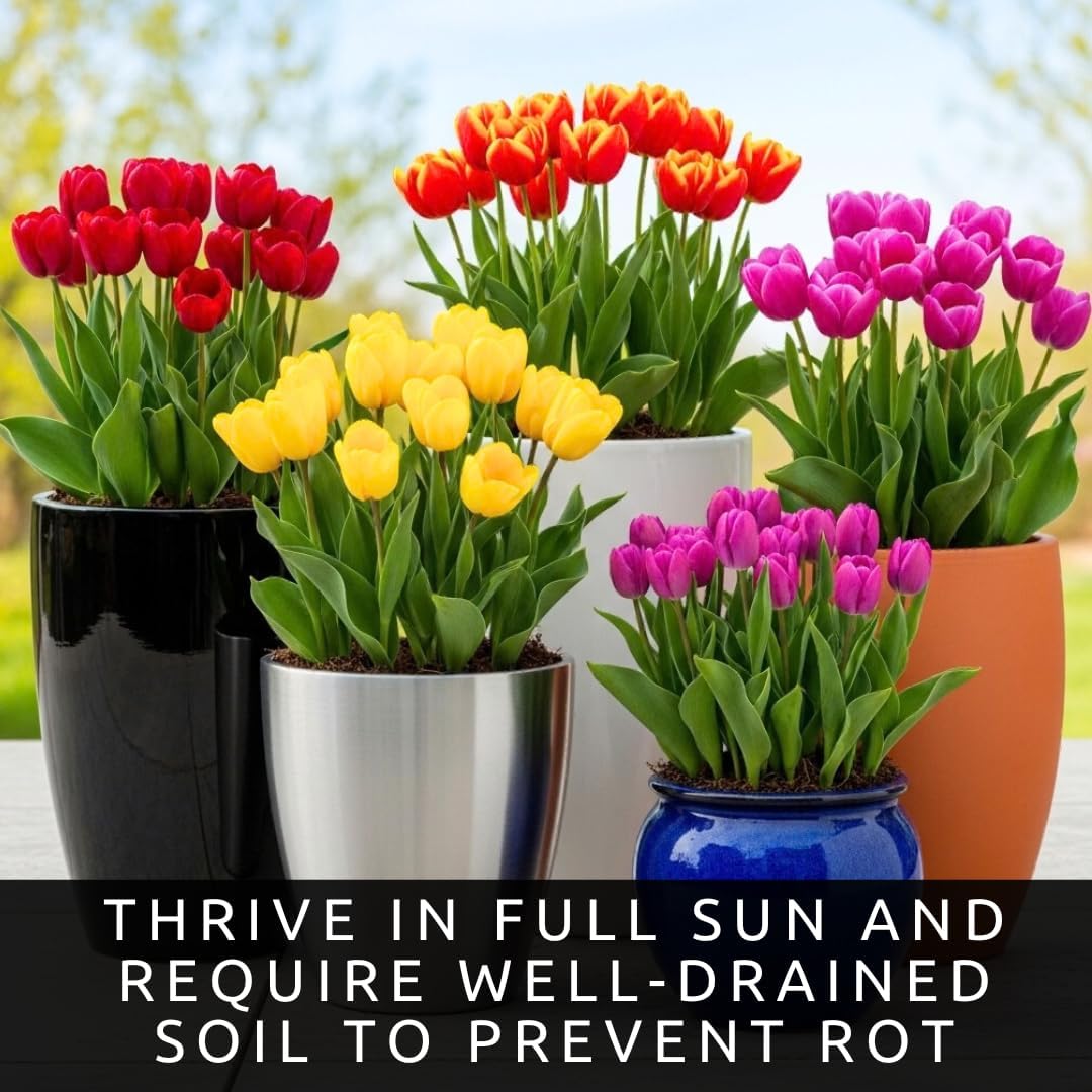 Spring Tulip Garden Bulbs for Planting | Pre-Chilled and Ready to Grow (100 Bulbs)